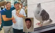 Ryan Thomas's Father Believes His Pet Pigeon is a Reincarnated Family Member | Daily Mail