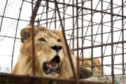 Safari World Zookeeper Mauled in Terrifying Lion Attack: Shocking Details Emerge