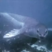 Scientists Reveal She'sh-na's Final Agonising Moments Before Pompeii Eruption Turned Her Brain to Glass