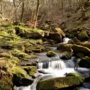 Secret UK Woodland Walk Named Among World's Most Beautiful | Hidden Gem Revealed