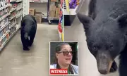 Shocking CCTV: Black Bear Invades New Jersey Dollar General Store in Bizarre Late-Night Raid