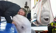 Shocking Conditions of Beluga Whales at Chinese Aquarium Exposed by John Bishop | Daily Mail Investigation
