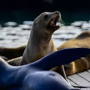 Shocking Decapitation of Sea Lion Pup Sparks Outrage and Police Hunt on Vancouver Island