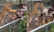 Shocking Moment Tiger Attacks Vet Through Zoo Enclosure Fence | Daily Mail