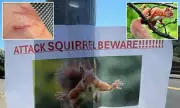 Squirrel Rampage in California: Residents Under Attack as Rodents Bite Dozens in Bizarre Outbreak