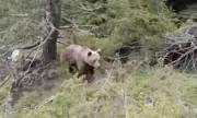 Terrifying Final Moments: Hiker's Last Video as Bear Charges Before Deadly Plunge in Greek Ravine