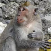Terrifying Monkey Attack Leaves Schoolgirl Fighting for Life in Thailand