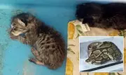 Texas Classroom Horror: Teacher's Pet Snake Devours Student's Kitten in Shocking Incident