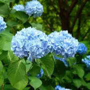 The Ultimate Gardener's Secret: How to Turn Your Hydrangeas a Stunning Blue This Summer