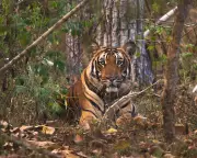 Tiger Attack at Oklahoma Wildlife Preserve Leaves Worker Critically Injured