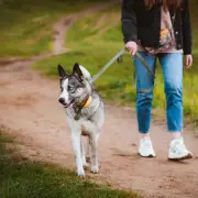 Toxic Blue-Green Algae Outbreak: Urgent Warning to UK Dog Owners as Deadly Bacteria Found in Lakes and Rivers