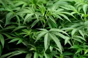 Trump's CBD Stance Sends UK Cannabis Stocks Soaring: A New Dawn for Medical Cannabis Coverage?