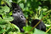 Uganda Halts Tourism in Bwindi Park Following Alleged Tourist Abduction by Militants