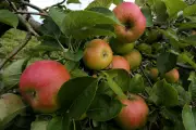 UK Autumn Harvest Under Threat as Unseasonal Weather Batters National Trust Estates