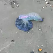 UK Beach Warning: Deadly Portuguese Man O' War Invade British Coastline