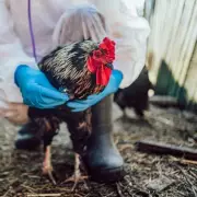 UK Bird Flu Alert: New Outbreak Confirmed in Norfolk as Farmers Put on High Alert