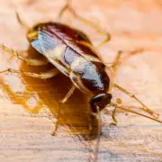 UK Cockroach Crisis: Soaring Infestations Plague Households Amid Rising Temperatures