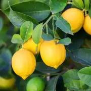 UK Drivers: Banish Icy Windscreens Forever With This Simple Lemon Hack