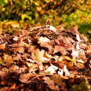 UK Gardeners Urged to Vacuum Lawns in Bizarre But Vital Climate Change Defence