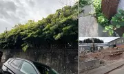 UK Homeowners Face £1m Nightmare: The Scourge of Japanese Knotweed Invasion