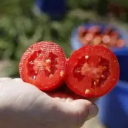 UK Tomato Salmonella Outbreak: Health Officials Issue Urgent Update as Cases Rise
