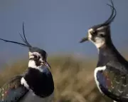 UK's Wild Birds in Crisis: Iconic Species Plummet as Populations Continue Alarming Decline