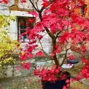 Unlock Autumn's Fiery Secret: Why Japanese Maples Thrive in UK Gardens