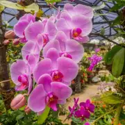 Unlock Spectacular Autumn Orchid Blooms With This One Simple Kitchen Scrap