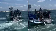 US Government Approves Capture of Endangered Giant Manta Rays in Florida Waters