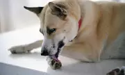 Vets Issue Urgent Warning: Your Dog's Paw-Licking Habit Could Signal a Serious Health Crisis