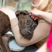 Vet's Shocking Euthanasia Advice for 'Aggressive' Dog Sparks Outrage and a Miraculous Second Chance