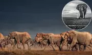 Walking With Giants: Breathtaking New Photography Book Captures the Soul of Elephants