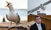 Westminster Declares War on Urban Gulls: £100,000 Fund to Tackle 'Flying Menace' After Injury Fears