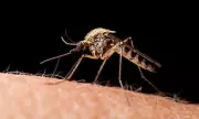 Why a Pint Makes You a Mosquito Magnet: The Science Behind Blood, Sweat, and Beers