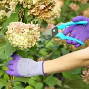 Winter Hydrangea Care: The Expert Pruning Tip for Stronger Blooms & Vibrant Growth