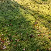 Winter Lawn Rescue: Your Essential Guide to a Lush, Green Garden Come Spring