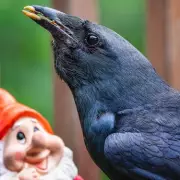 Woman's Pet Raven's Hilarious Heckling Leaves Locals in Stitches | UK's Quirkiest Companion