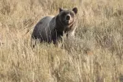 Yellowstone Bear Attack: Hiker Mauled in Grisly Grizzly Encounter