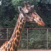 Zoo Animal Poo Holds Key to Fighting Future Pandemics, Groundbreaking UK Study Reveals