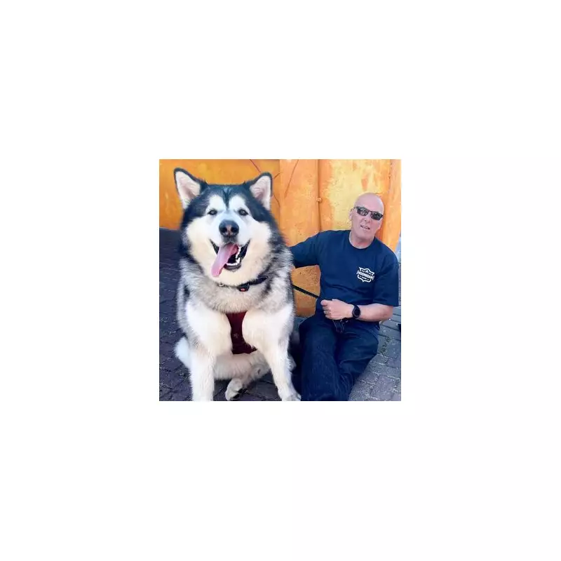 13-Stone 'Gentle Giant' Dog Faces Destruction Order in Heartbreaking Legal Battle