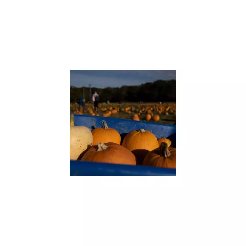 7 Best UK Pumpkin Picking Spots for Your Perfect Autumn Day Out
