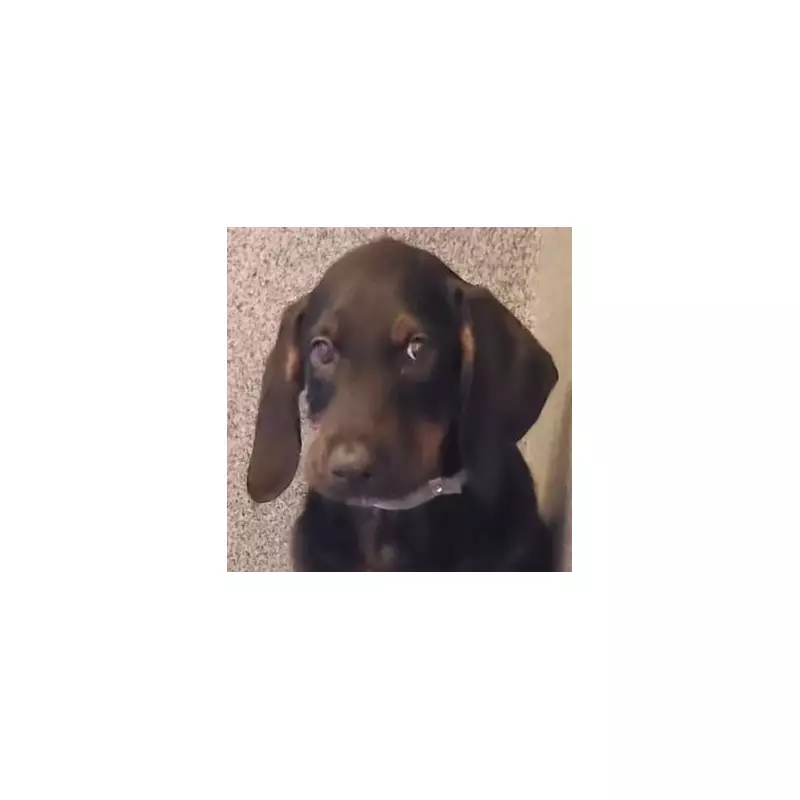 Abandoned Twice: Miracle Puppy's Harrowing Journey From Streets to Loving Home