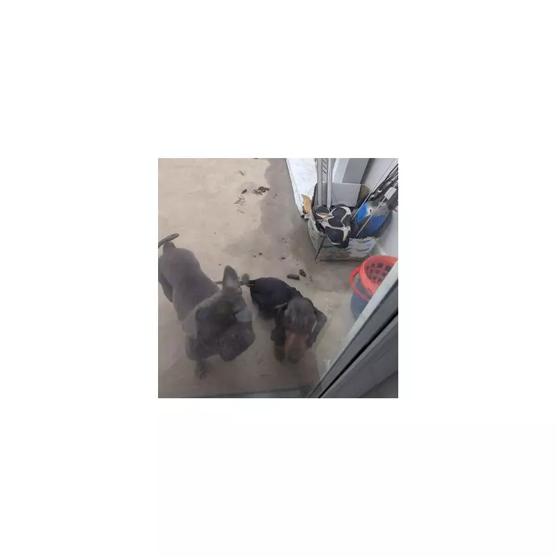 Animal Cruelty Horror: Starving Pets Left in Filthy Home as Owner Jailed