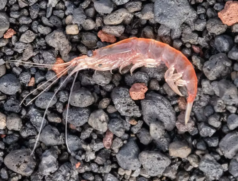 Antarctic Krill: The Unsung Climate Hero Fighting to Save Our Oceans