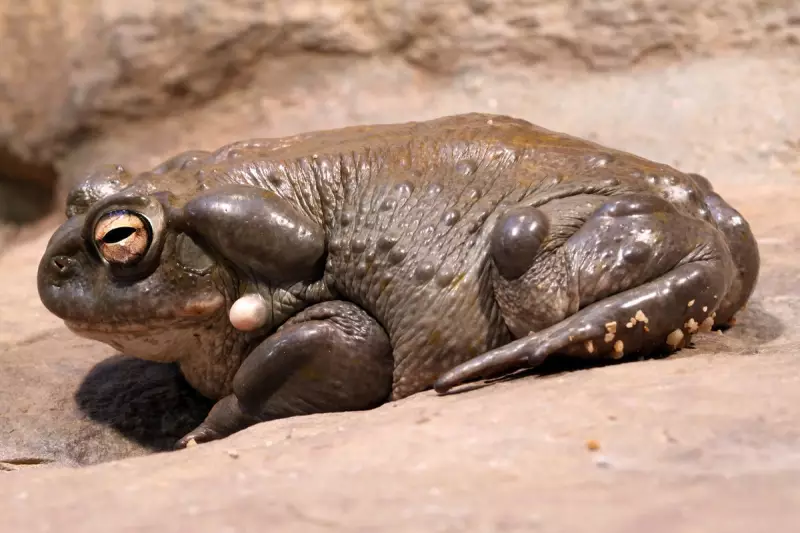 Arizona Sounds Alarm Over Toxic Toad Invasion: Sonoran Desert Toad Population Explodes