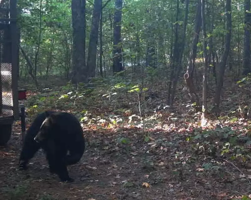 Arkansas Camper's Terrifying Bear Encounter: Heroic Survival in Ozark Wilderness