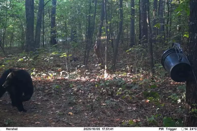 Arkansas Hunter's Harrowing Encounter: Black Bear Attack Survivor Tells His Story