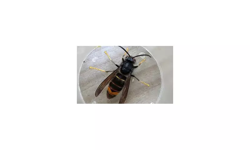 Asian Hornet Invasion Reaches UK Shores: First Ever Sighting in Northern Ireland Sparks Alarm