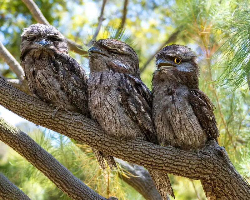Australia's Bird of the Year 2025: Top 10 Finalists Revealed in Fiercely Competitive Poll