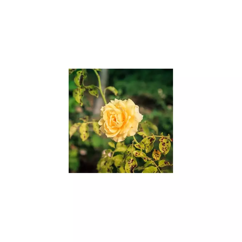 Banish Black Spot From Your Roses Forever With This Simple Kitchen Scrap Hack